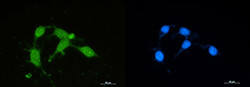 SOD1 Antibody in Immunocytochemistry (ICC/IF)