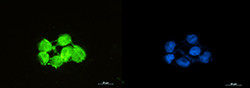 SOD1 Antibody in Immunocytochemistry (ICC/IF)