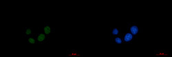 SUPT5H Antibody in Immunocytochemistry (ICC/IF)