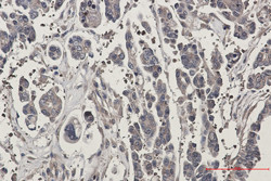 STK39 Antibody in Immunohistochemistry (Paraffin) (IHC (P))