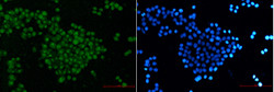 SKP2 Antibody in Immunocytochemistry (ICC/IF)