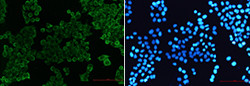 SIRPA Antibody in Immunocytochemistry (ICC/IF)