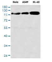 DLG1 Antibody in Western Blot (WB)