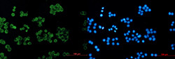 ARHGDIA Antibody in Immunocytochemistry (ICC/IF)