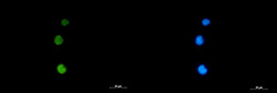 RAD51 Antibody in Immunocytochemistry (ICC/IF)