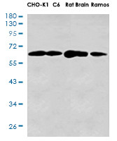 DLAT Antibody in Western Blot (WB)