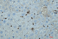 Spi1 Antibody in Immunohistochemistry (Paraffin) (IHC (P))
