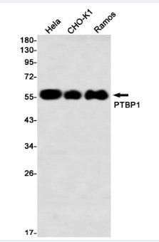 PTBP1 Antibody in Western Blot (WB)