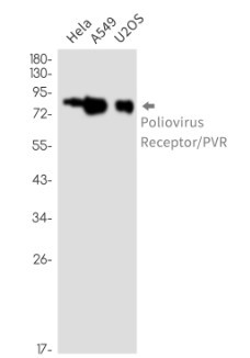 PVR Antibody in Western Blot (WB)