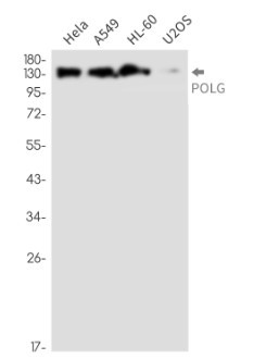 POLG Antibody in Western Blot (WB)