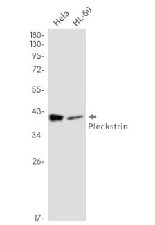 PLEK Antibody in Western Blot (WB)
