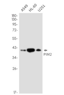PIM2 Antibody in Western Blot (WB)