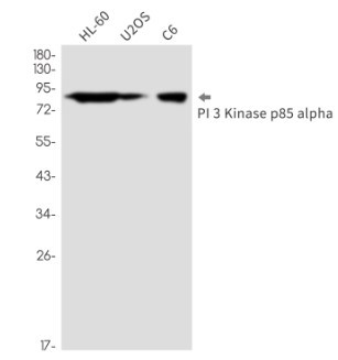 PIK3R1 Antibody in Western Blot (WB)