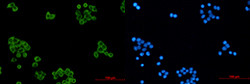 PRDX1 Antibody in Immunocytochemistry (ICC/IF)