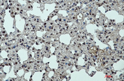 Cdkn1B Antibody in Immunohistochemistry (Paraffin) (IHC (P))