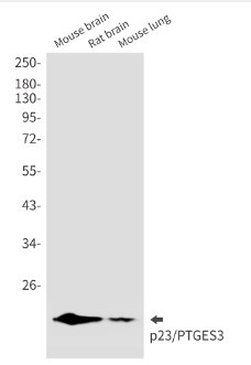 PTGES3 Antibody in Western Blot (WB)