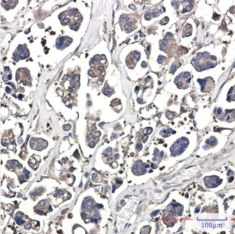 OPTN Antibody in Immunohistochemistry (Paraffin) (IHC (P))