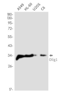 OLIG1 Antibody in Western Blot (WB)