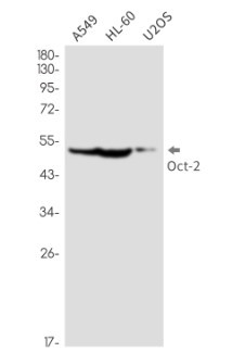 POU2F2 Antibody in Western Blot (WB)