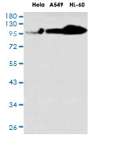 NCL Antibody in Western Blot (WB)