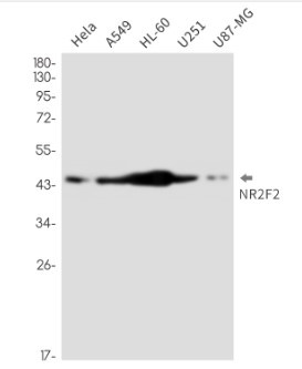 NR2F2 Antibody in Western Blot (WB)