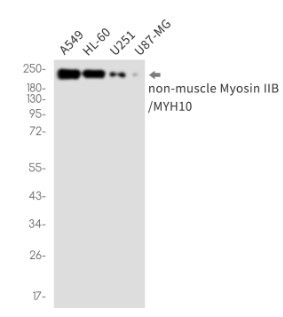MYH10 Antibody in Western Blot (WB)