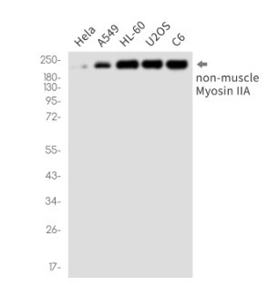 MYH9 Antibody in Western Blot (WB)