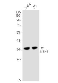 NEK6 Antibody in Western Blot (WB)