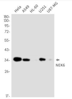 NEK6 Antibody in Western Blot (WB)