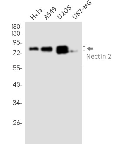 NECTIN2 Antibody in Western Blot (WB)