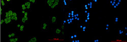 NDUFS1 Antibody in Immunocytochemistry (ICC/IF)