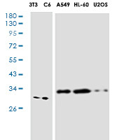 MTAP Antibody in Western Blot (WB)