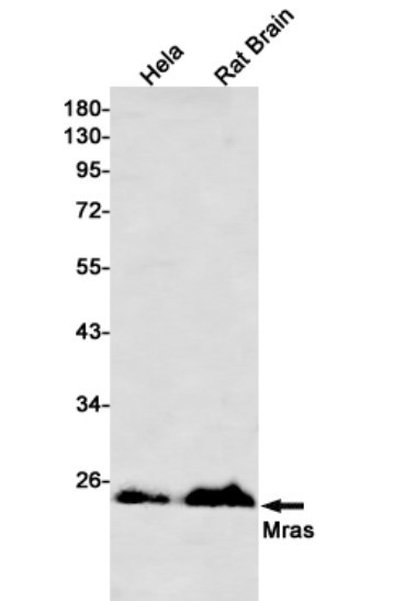 MRAS Antibody in Western Blot (WB)