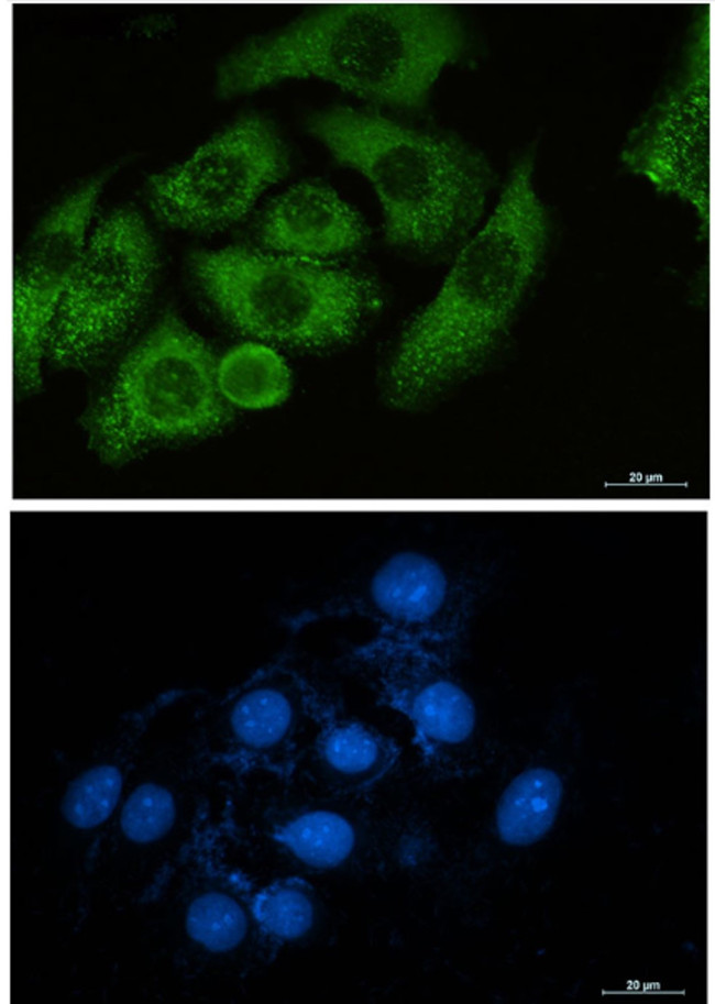 MSN Antibody in Immunocytochemistry (ICC/IF)