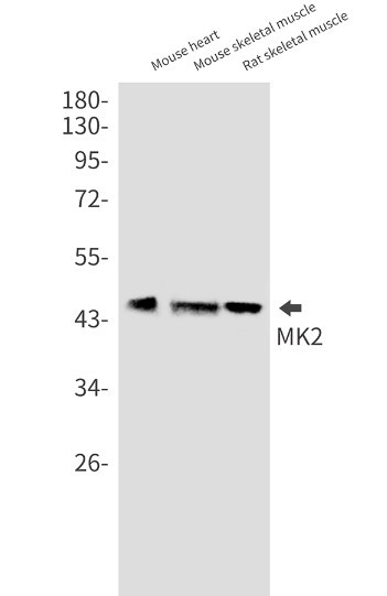 MAPKAPK2 Antibody in Western Blot (WB)