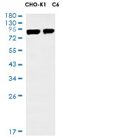 Mfn1 Antibody in Western Blot (WB)