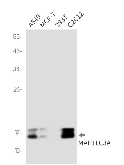 MAP1LC3A Antibody in Western Blot (WB)