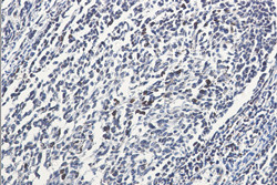 MTDH Antibody in Immunohistochemistry (Paraffin) (IHC (P))