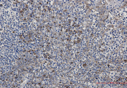 LMAN1 Antibody in Immunohistochemistry (Paraffin) (IHC (P))