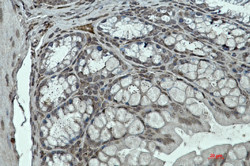 Klf4 Antibody in Immunohistochemistry (Paraffin) (IHC (P))