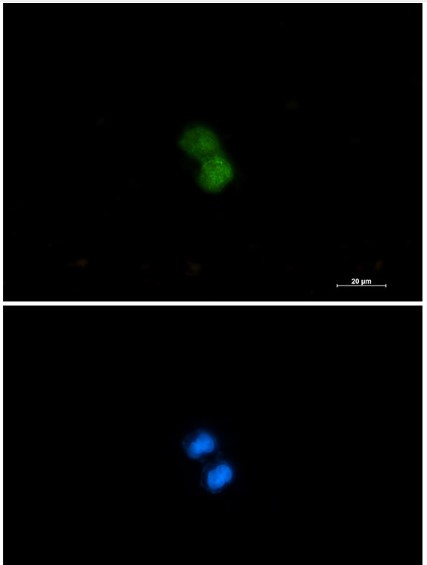 KAT7 Antibody in Immunocytochemistry (ICC/IF)