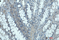 IQGAP2 Antibody in Immunohistochemistry (Paraffin) (IHC (P))