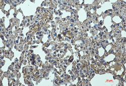 Icam2 Antibody in Immunohistochemistry (Paraffin) (IHC (P))