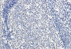 HMGB2 Antibody in Immunohistochemistry (Paraffin) (IHC (P))