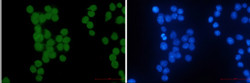 HIPK2 Antibody in Immunocytochemistry (ICC/IF)