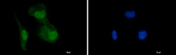 HIF1AN Antibody in Immunocytochemistry (ICC/IF)