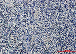 HDAC9 Antibody in Immunohistochemistry (Paraffin) (IHC (P))