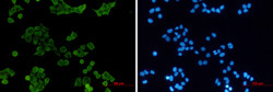 HCK Antibody in Immunocytochemistry (ICC/IF)