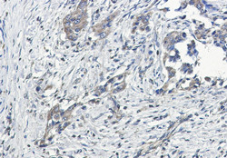 GNAI2 Antibody in Immunohistochemistry (Paraffin) (IHC (P))