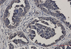 GSS Antibody in Immunohistochemistry (Paraffin) (IHC (P))